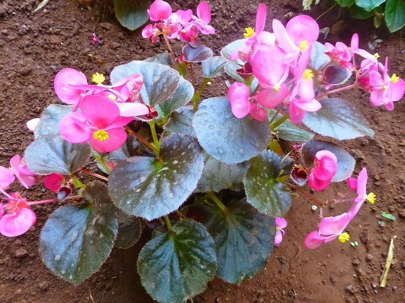 Begonia semperflorens prefers well-aerated soil