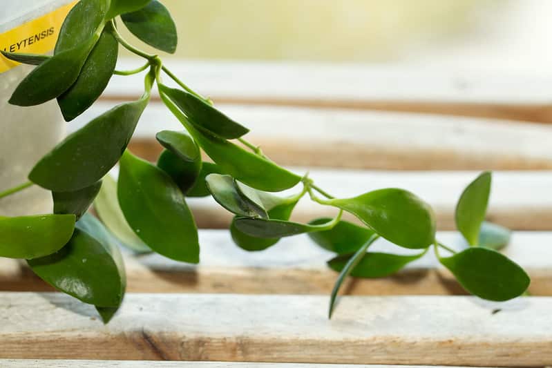 Hoya leytensis foliage 
