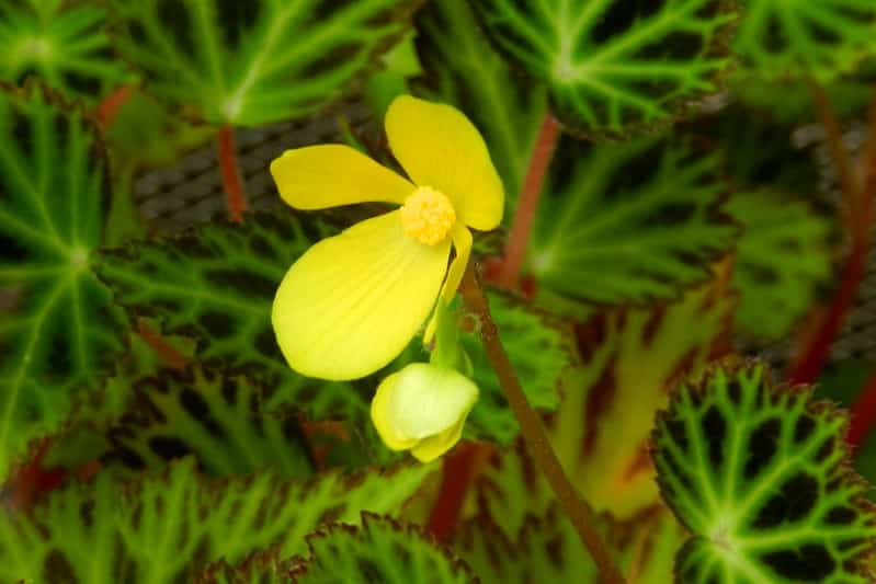 Begonia pearcei