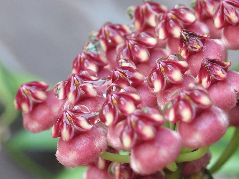 Hoya kentiana flowers 