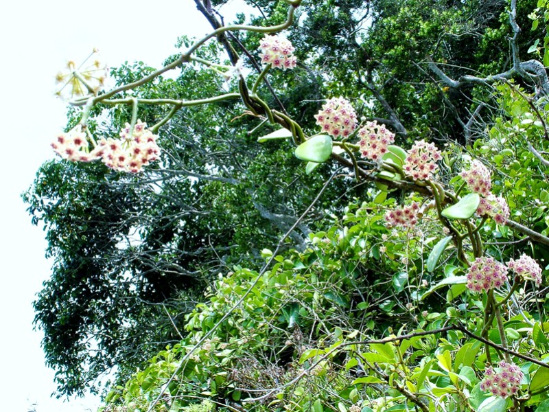 Hoya diversifolia outside
