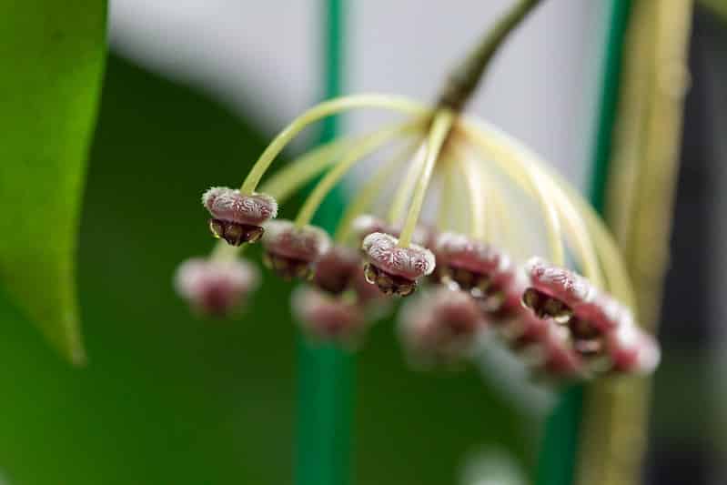 Hoya litoralis