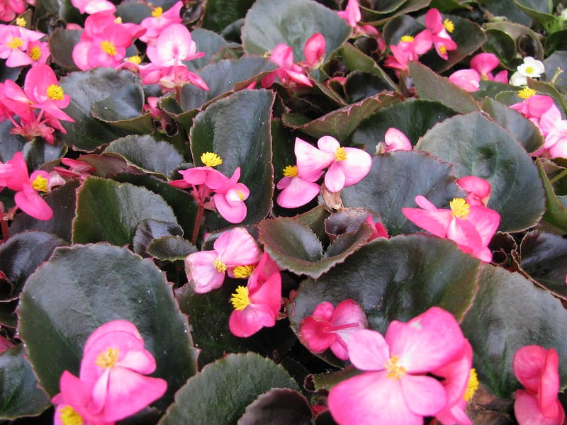 Begonia semperflorens