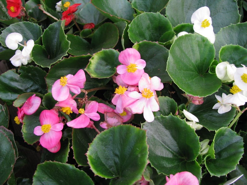 Begonia Semperflorens is a bushy perennial