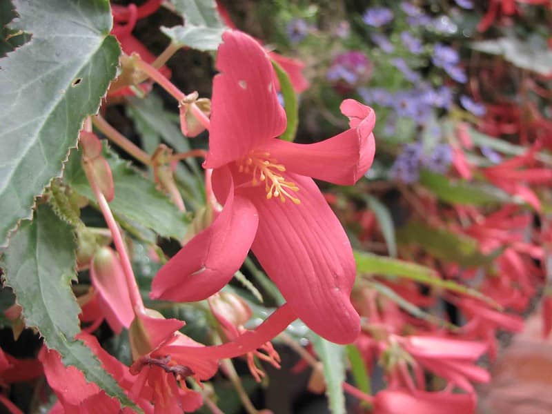 Begonia boliviensis flowers
