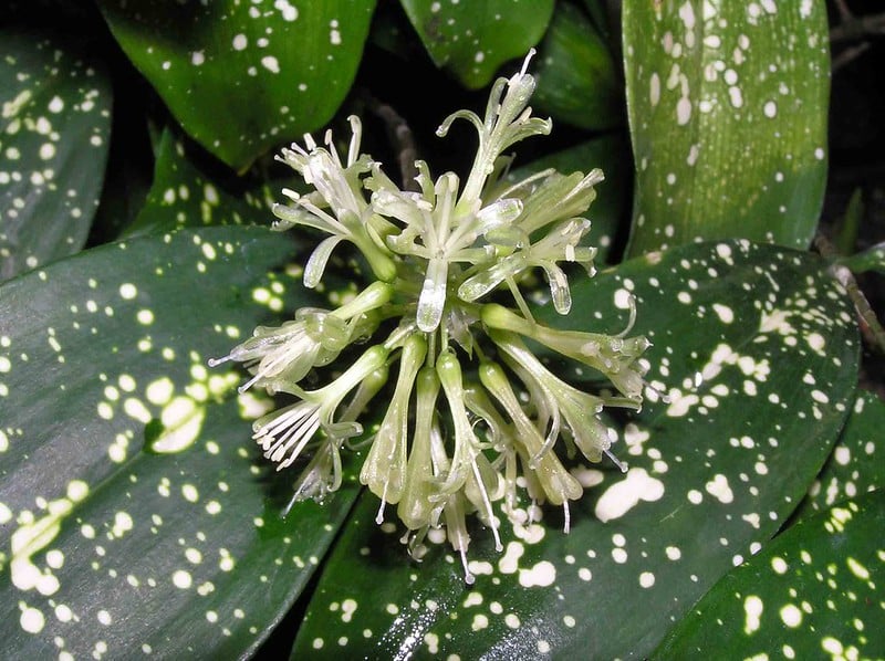 Dracaena godseffiana