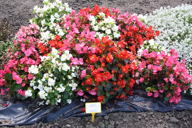 Begonia semperflorens garden design