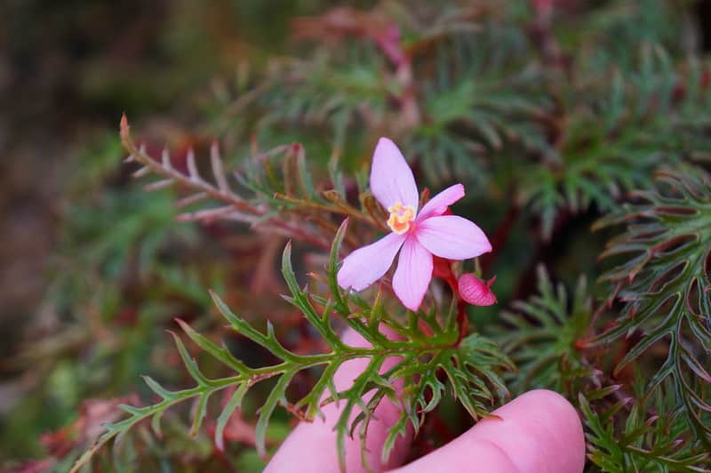 Begonia bipinnatifida
