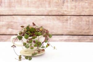 How to care of a String of Hearts plant