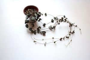 How to save overwatered string of heart