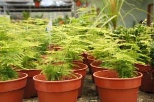 Over or Underwatering 