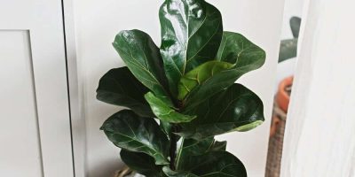 Symptoms of Over-watered Fiddle Leaf Fig