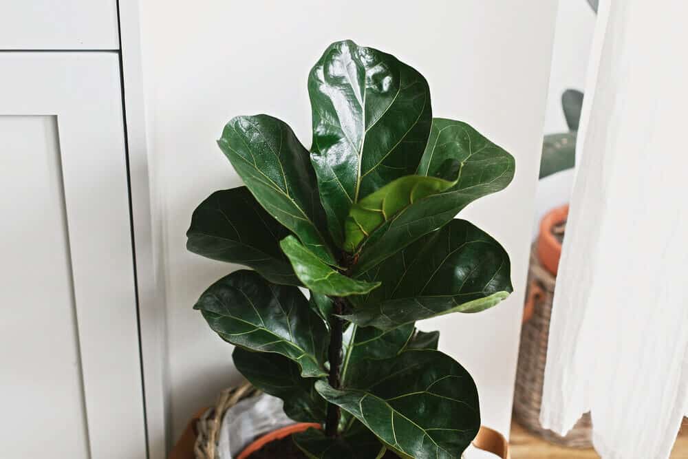 Symptoms of Over-watered Fiddle Leaf Fig