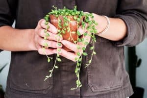 Symptoms of Over-watered String of Pearls