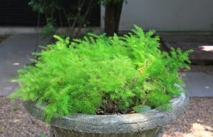 The common diseases of Asparagus Fern