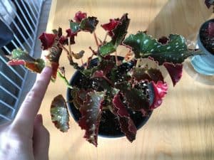 begonia leaves curling