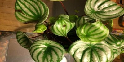 brown spots on peperomia
