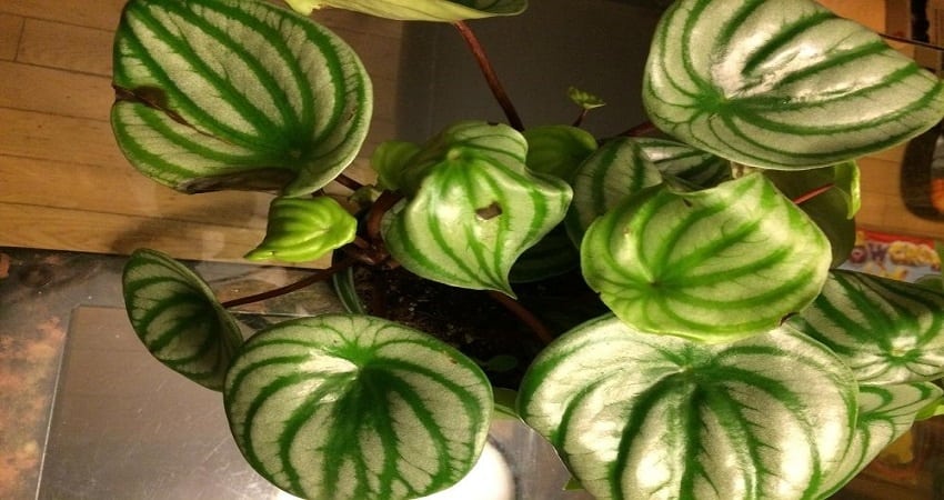 brown spots on peperomia
