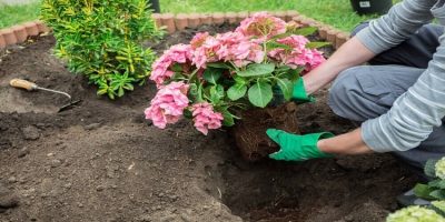 fix hydrangea root rot