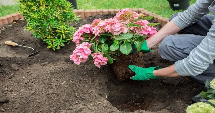 fix hydrangea root rot
