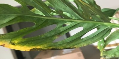monstera has brown spots