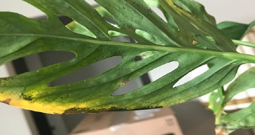 monstera has brown spots
