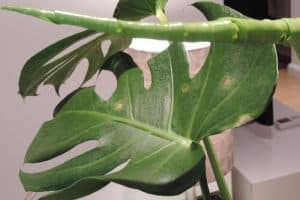monstera has brown spots