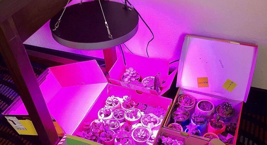 what color of light is best for plant growth