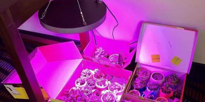 what color of light is best for plant growth