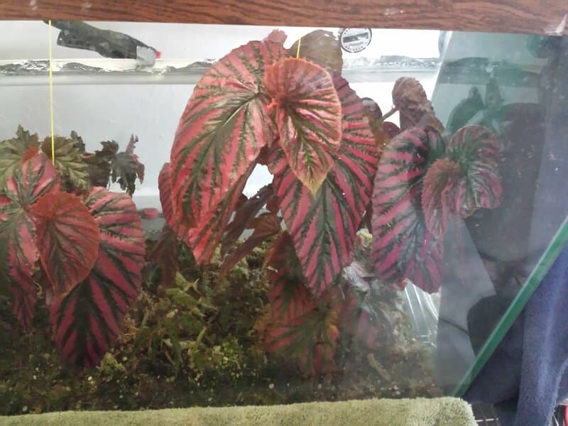 Begonia brevirimosa in terrarium 
