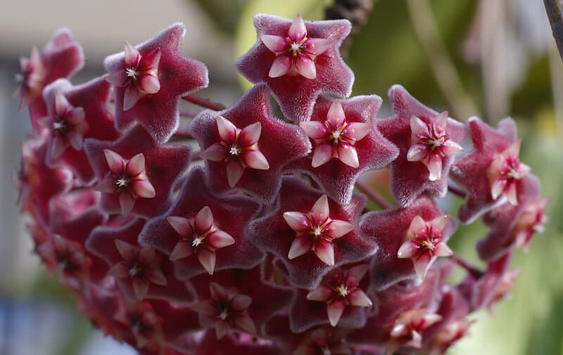 Hoya purpureofusca flowers