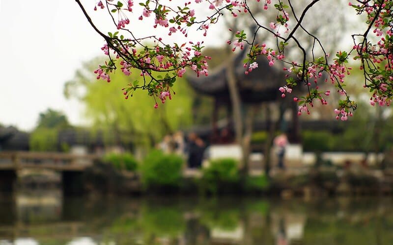 Begonias are native to Asia