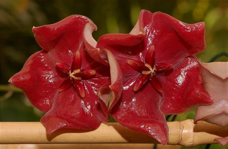Hoya megalaster flowers