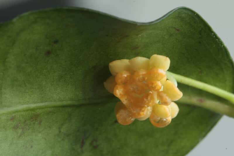 Hoya ignorata flower 
