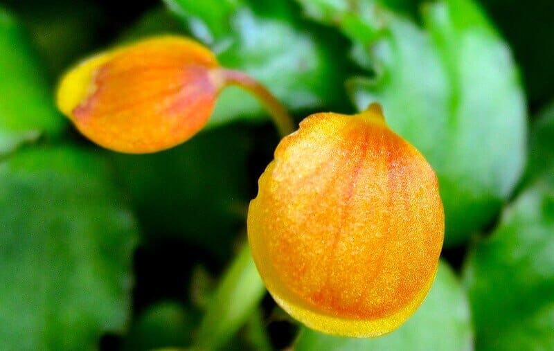 Begonia prismatocarpa