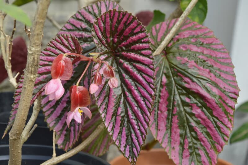 Begonia brevirimosa needs well-draining soil