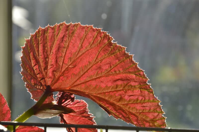 Begonia brevirimosa light requirements