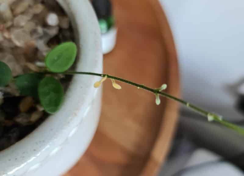 Common Problems of Hoya Serpens Care