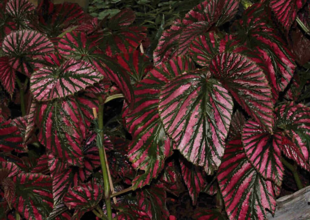 Begonia brevirimosa