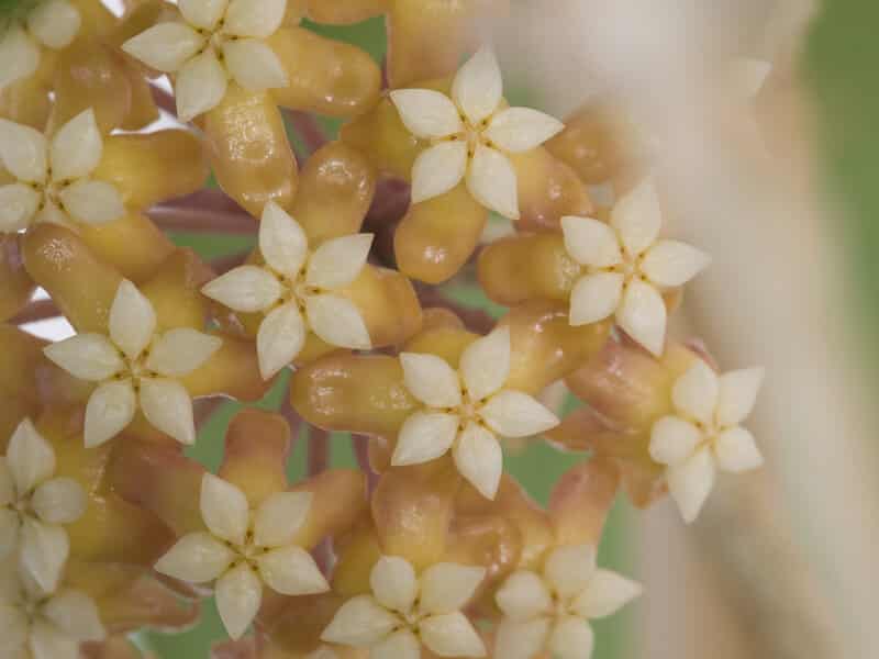 Hoya vitellina flowers