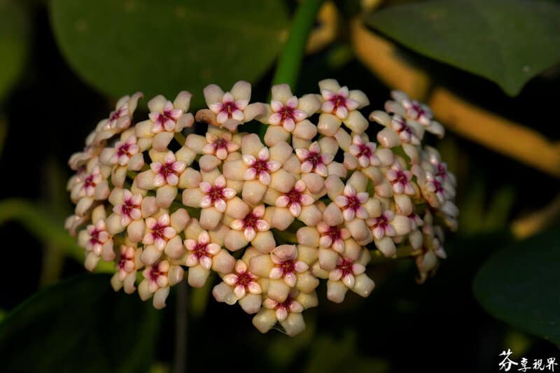 Hoya pachyclada flowers