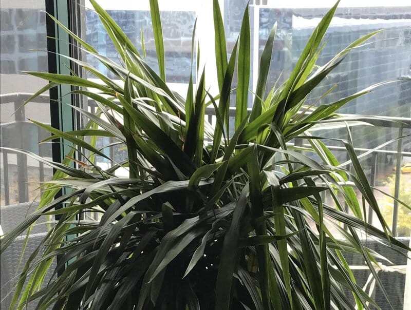 Dracaena Tarzan