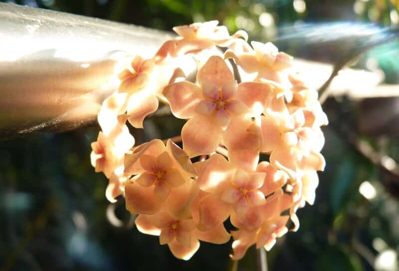Hoya neoebudica flowers 