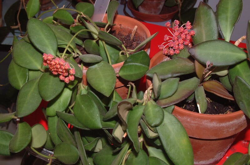 Hoya burtoniae flowers and foliage