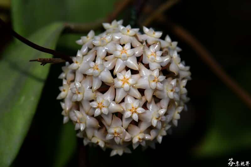 Hoya arnottiana flowers