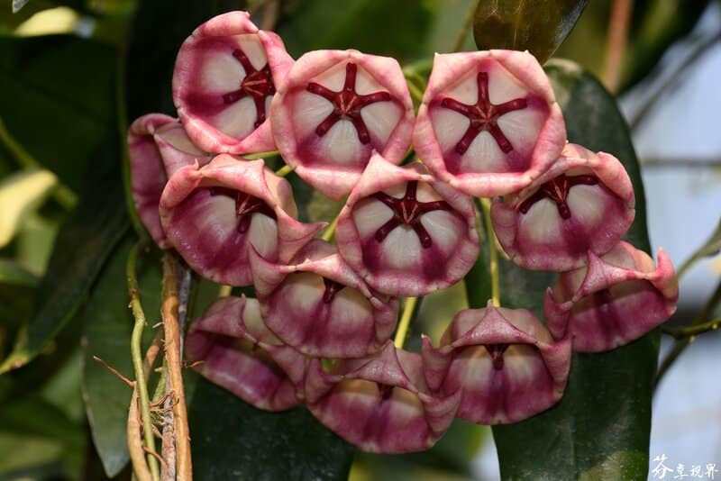 Hoya archboldiana flower