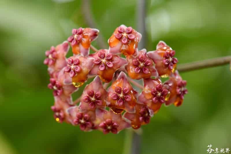 Hoya excavata flowers