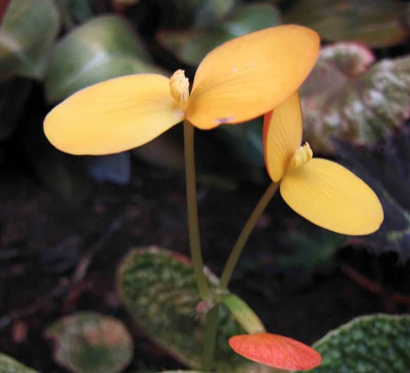 Begonia microsperma