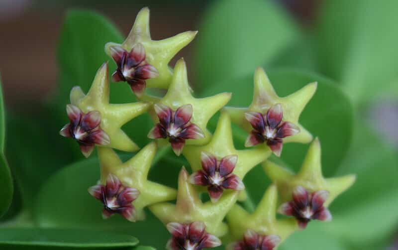 Hoya cumingiana flowers