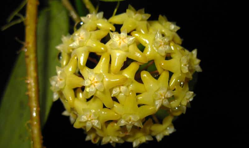 Hoya pentaphlebia flowers